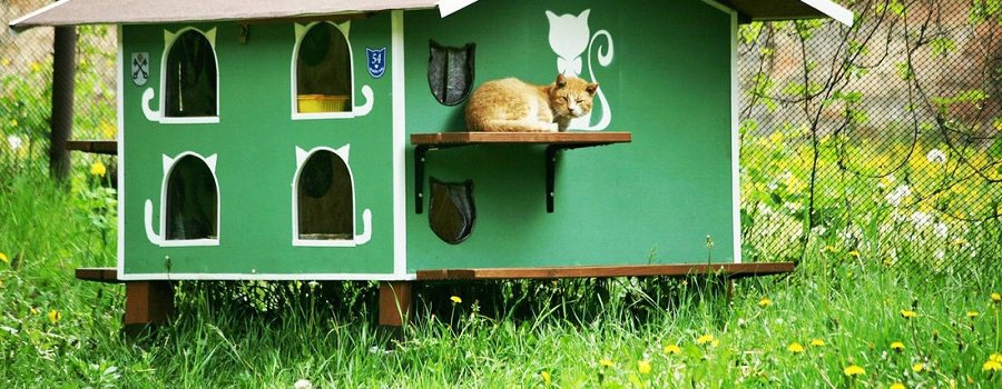 Улица Котиков: как рижанин строит домики для бездомных котов