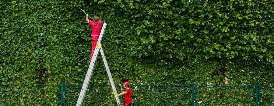 Par 2017.gada preču zīmi Latvijā atzīts arboristu uzņēmums Labie koki