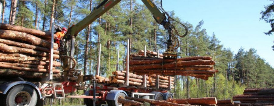Ādažu novada dome plāno izsolīt kokmateriālu cirsmas tiesības vairākos pašvaldībai piederošos zemes gabalos