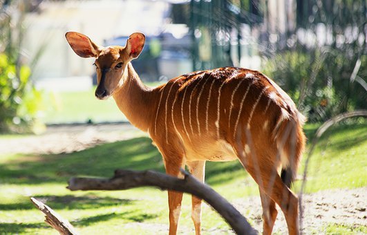 Rīgas Zooloģiskais dārzs sāk apsaimniekot 