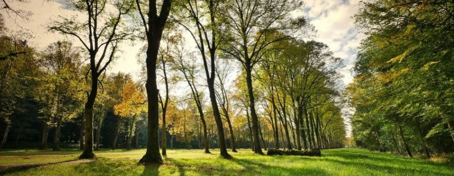 Rīgas dome iepirkumā meklē Aldara parka atjaunotājus