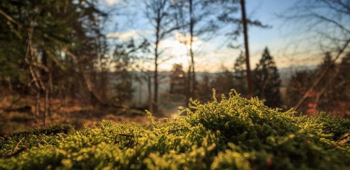 Latvijas valsts meži par 14,4 miljoniem eiro būvēs jaunu kokaudzētavu netālu no Jaunkalsnavas