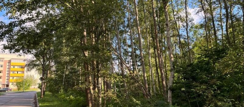 Atbalsta četru koku ciršanu šķeldas katlu mājas izbūvei Liepājā